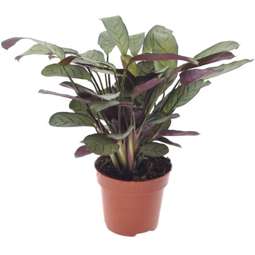 Pflanzen Gebetspflanze Ctenanthe Amagris H 20 cm, 12 cm Topf