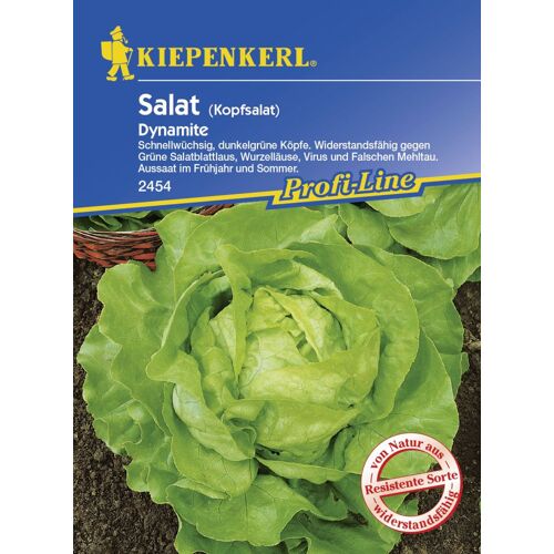 Kiepenkerl Kopfsalat Dynamite Lactuca sativa var. capitata, Inhalt: ca. 150 Pflanzen