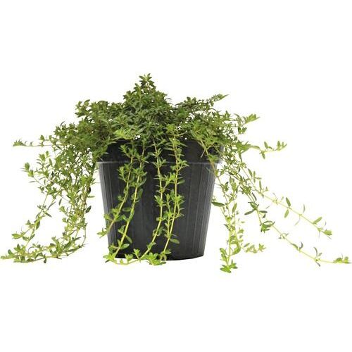 Pflanzen Mediterrane Gewürzkräuter Winterbohnenkraut Satureja Montana H 25 cm 14 cm Topf