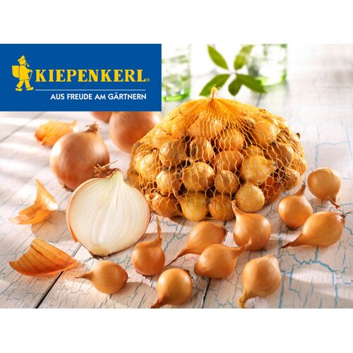Kiepenkerl Pflanzzwiebeln Steckzwiebeln Stuttgarter Riesen Allium cepa, Inhalt: 500 g