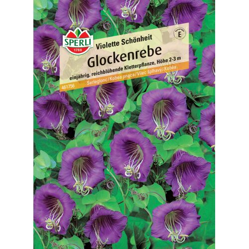 Sperli Glockenrebe Violette Schönheit
