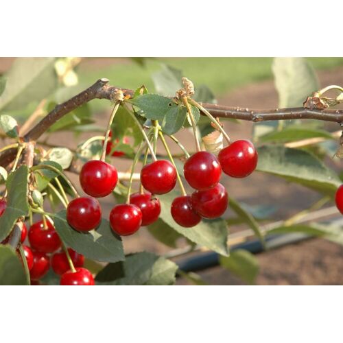 Pflanzen Bio Obstbaum Sauerkirsche 5 Liter Container