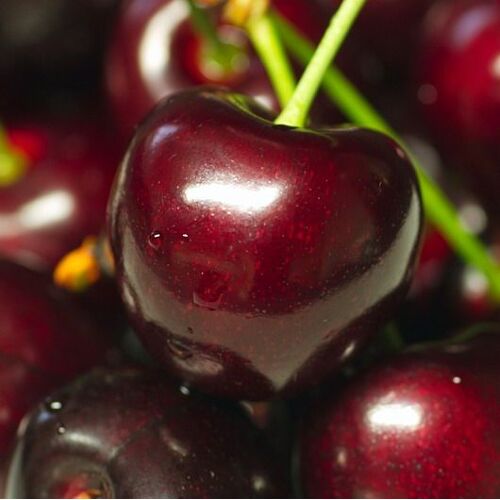 Pflanzen Süßkirschenbaum Große Schwarze Knorpel 7,5 L Container