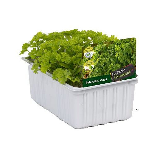Pflanzen Salat- und Gemüsesetzlinge Le Jardin Gourmand Petersilie Kraus 6er Schale