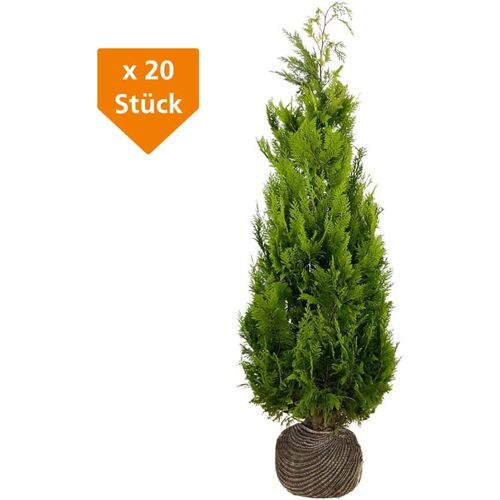 Premoplan Gelbe Säulenzypresse Cham. law. Ivonne H 120 - 140 cm, 20 Stück