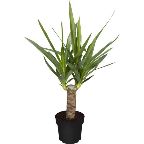 Grünpflanzen verschiedene Sorten 17 cm Topf