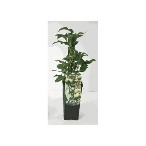 Pflanzen Obststrauch Selbstfruchtende Mini Kiwi 2 L Eckcontainer