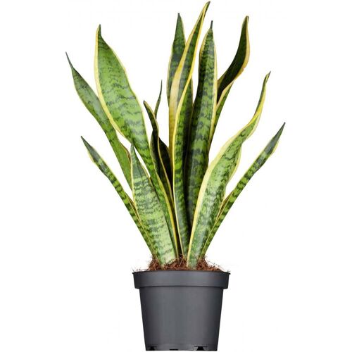 Pflanzen Bogenhanf Sansevieria Laurentii H ca. 50 cm 14 cm Topf