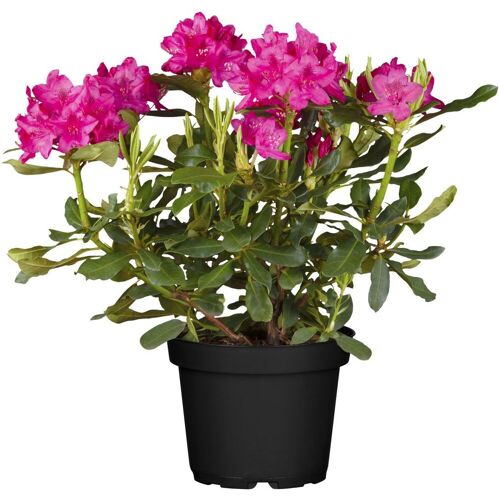 Pflanzen Rhododendron H ca 30 cm 5 l Container