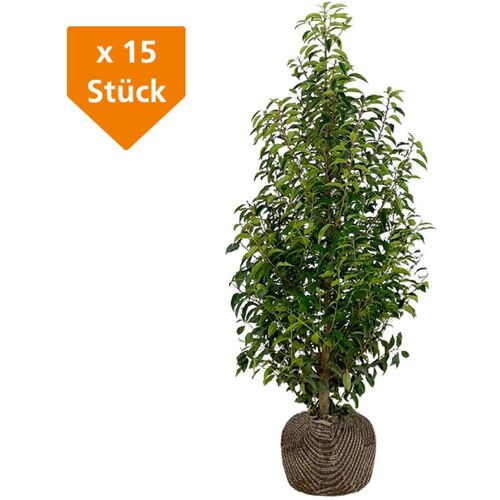 Premoplan Portugiesische Kirschlorbeer Prunus ang. Lusitanica H 140 - 160 cm 15 Stück