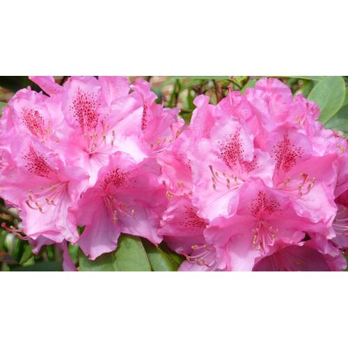 Pflanzen Rhododendron Roseum Elegans 5 l Container