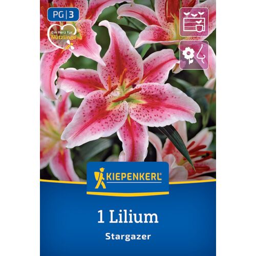 Kiepenkerl Frühjahrsblumenzwiebel Oriental-Lilie Stargazer 1 Stück