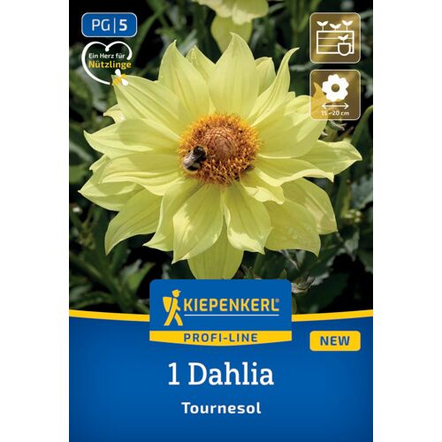 Kiepenkerl Profi-Line Frühjahrsblumenzwiebel Einfachblühende Dahlie Tournesol 1 Stück