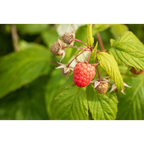 Pflanzen Himbeere Baby Dwarf Stadt Ernte H ca 20 cm 17 cm Topf