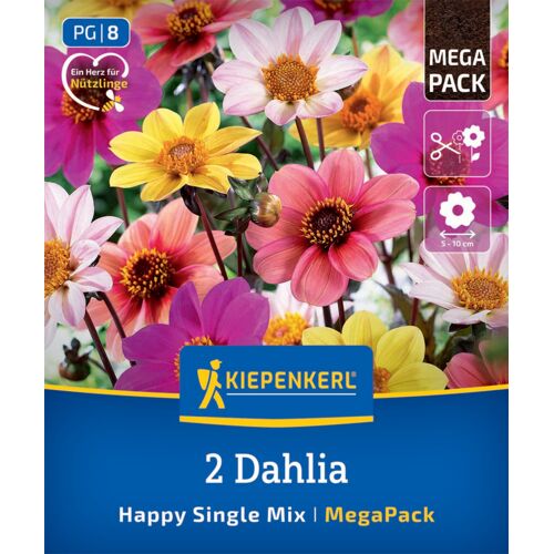 Kiepenkerl Mega-Pack Frühjahrsblumenzwiebel Dunkellaubige Dahlien Happy Single Mix 2 Stück