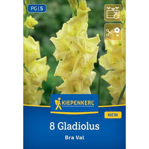 Kiepenkerl Frühjahrsblumenzwiebel Gladiole Bra Val 8 Stück