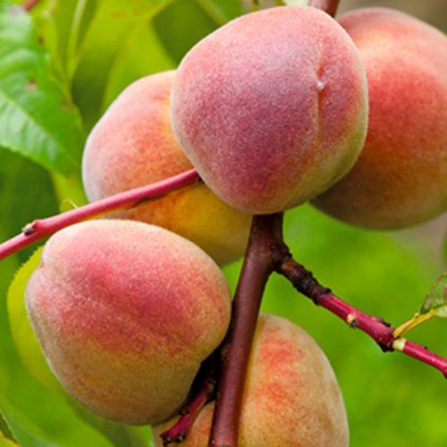 Pflanzen Pfirsichbaum Roter Ellerstädter 7,5 L Container