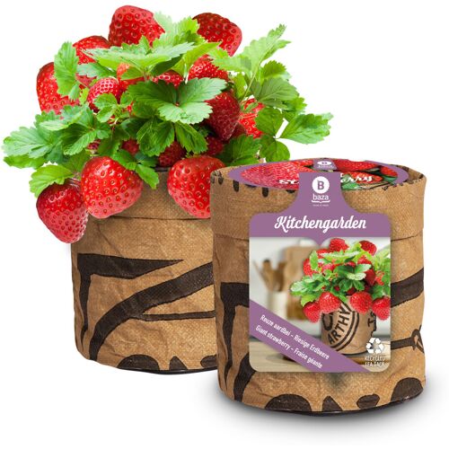 Baza Seeds Küchengarten riesige Erdbeere