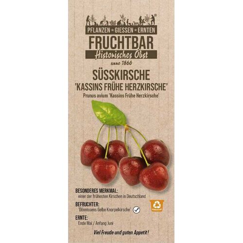 Pflanzen Historische Bio Obstbäume Süßkirsche Frühe Herzkirsche H 150 cm 29 cm Topf