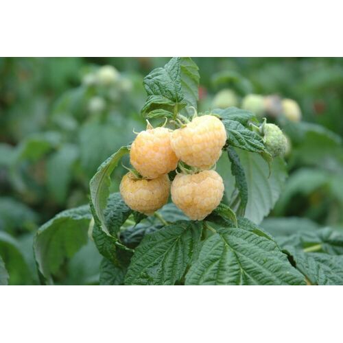 Pflanzen Himbeere Goodasgold Stadt Ernte H ca 30 cm 17 cm Topf