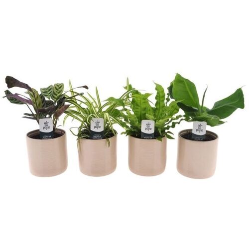 Zimmerpflanzen-Set im 12 cm Keramiktopf mit Gebetspflanze, Grünlilie, Streifenfarn & Bananenpalme