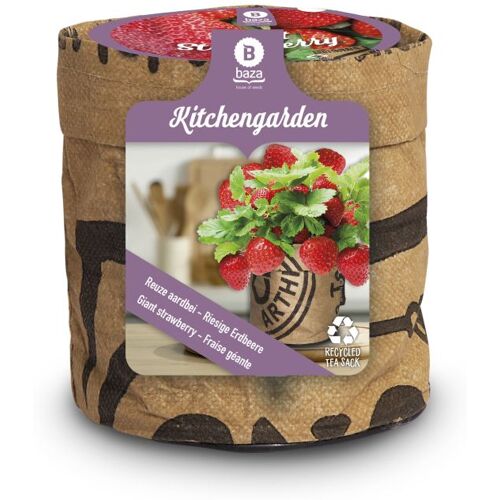 Baza Seeds Kitchengarden riesige Erdbeere