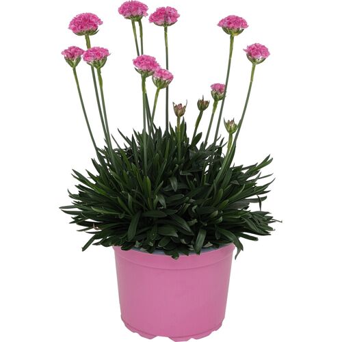 Frühlingspflanzen Spring Pink Grasnelke Armeria Dreameria 17 cm Topf
