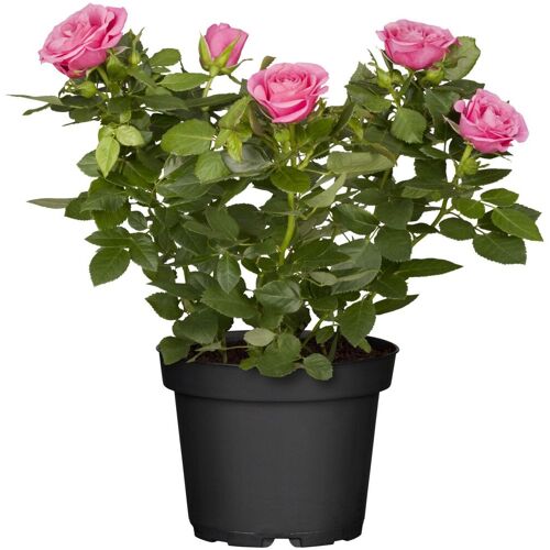 Pflanzen Freilandrosen Sortenmix 5 l Container