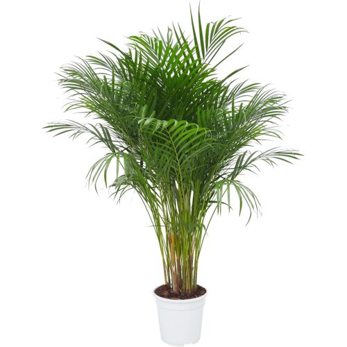 Pflanzen Areca Palme Dypsis Lutescens H 130 cm, 24 cm Topf