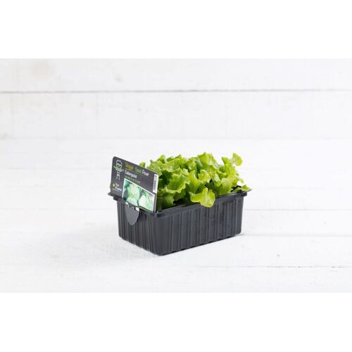 Pflanzen Salat- und Gemüsesetzlinge Le Jardin Gourmand Eissalat grün 6er Schale