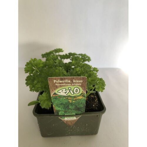 Pflanzen Bio Salat- und Gemüsesetzlinge Petersilie krause 6 er Schale