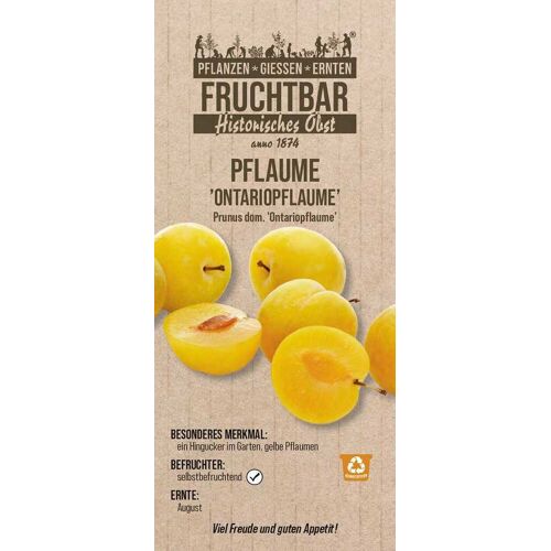 Pflanzen Historische Bio Obstbäume Pflaume Ontariopflaume H 150 cm 29 cm Topf