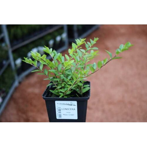 Pflanzen Heckenmyrte Moss Green 11 cm Topf