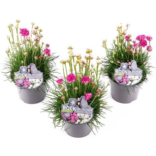 Pflanzen Polsterstauden Rock Collection Grasnelken Armeria Twins H ca. 20 cm 13 cm Topf