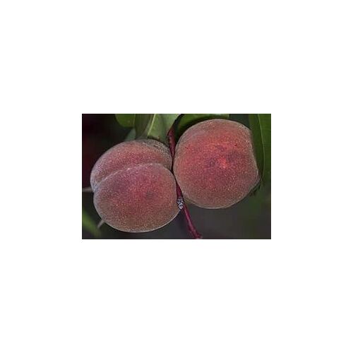 Pflanzen Blutpfirsichbaum Rt. Weinbergpfirsich 7,5 L Container