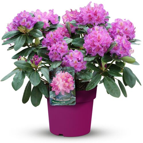 Pflanzen Rhododendron in Sorten 5 l Topf