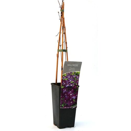 Pflanzen Waldrebe Clematis lila H 40 - 60 cm 2 L Eckcontainer