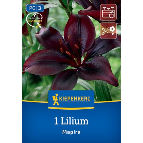Kiepenkerl Frühjahrsblumenzwiebel Asiatische Lilie Mapira 1 Stück