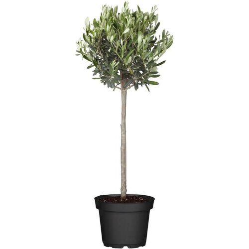 Pflanzen Olea Europaea Olivenbaum 90 cm 19 cm Topf