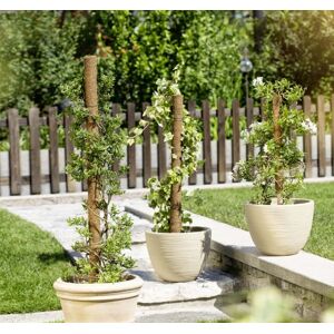 Windhager Kokos-Pflanzstab 80 cm Windhager Kokos-Pflanzstab 80 cm