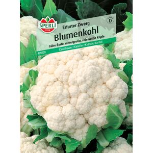 Sperli Blumenkohl Bola de Neve Sperli Blumenkohl Bola de Neve