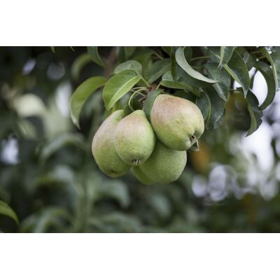 Pflanzen Obstbaum Birne 5 Liter Container Pflanzen Obstbaum Birne 5 Liter Container