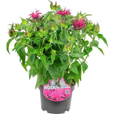Pflanzen Indianernessel Monarda didy. Balmy 13 cm Topf Pflanzen Indianernessel Monarda didy. Balmy 13 cm Topf