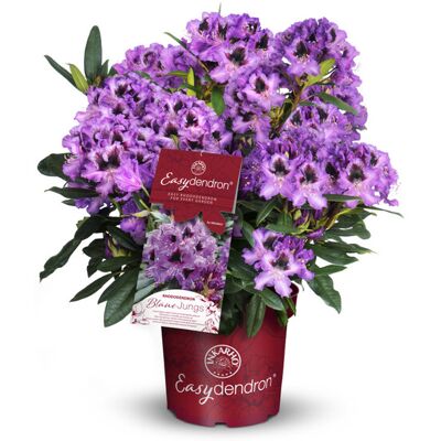 Pflanzen Rhododendron hybrid Easydendron H 30 - 40 cm 5 L Container Pflanzen Rhododendron hybrid Easydendron H 30 - 40 cm 5 L Container