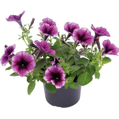 Beet- und Balkonpflanzen Petunie Petunia Cascadia H 20 cm 10,5 cm Topf Beet- und Balkonpflanzen Petunie Petunia Cascadia H 20 cm 10,5 cm Topf