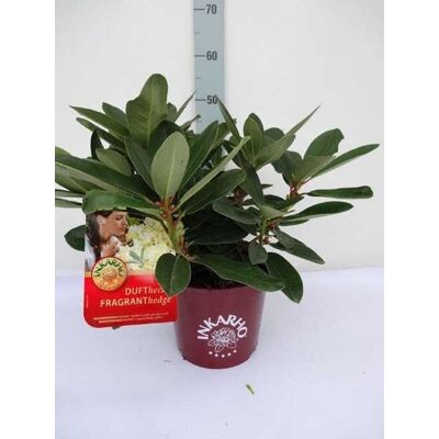Pflanzen Rhododendron INKARHO ® gelbe Dufthecke 5 l Container Pflanzen Rhododendron INKARHO ® gelbe Dufthecke 5 l Container