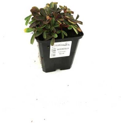 Pflanzen Fingerstrauch 'Nuuk' 0,5 l Container, Bodendecker Pflanzen Fingerstrauch 'Nuuk' 0,5 l Container, Bodendecker