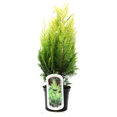 Pflanzen Gelbe Zypresse 'Ivonne' 30-40 cm hoch 2 L Container, Heckenzypresse, gelbnadlig Pflanzen Gelbe Zypresse 'Ivonne' 30-40 cm hoch 2 L Container, Heckenzypresse, gelbnadlig