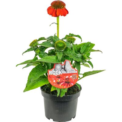 Pflanzen Sonnenhut Echinacea purpurea LaKota 13 cm Topf Pflanzen Sonnenhut Echinacea purpurea LaKota 13 cm Topf