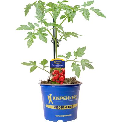 Pflanzen Gemüsepflanze veredelte Sorten Tomate 12 cm Topf Pflanzen Gemüsepflanze veredelte Sorten Tomate 12 cm Topf